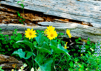 Balsom Root and lupine