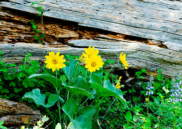 Balsom Root and lupine