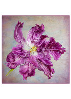 Blue Parrot Tulip