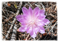 Bitterroot Flower