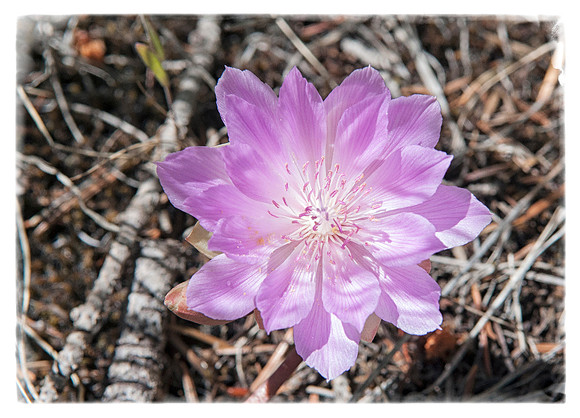 Bitterroot Flower