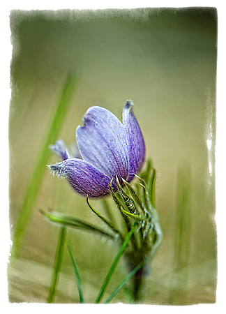 Pasque Flower