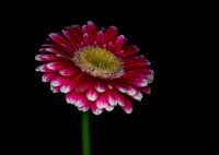 Gerbera Daisy