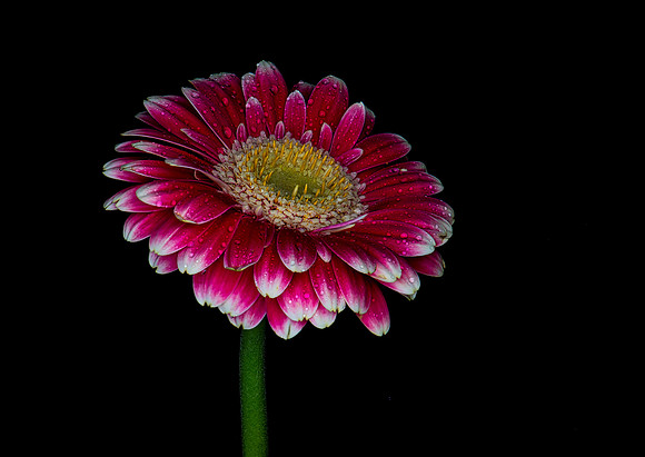 Gerbera Daisy