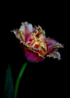 Brisbane Tulip