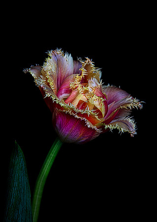 Brisbane Tulip
