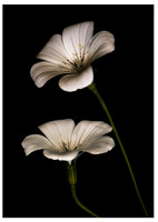 Agrostemma flower