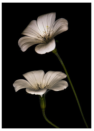 Agrostemma flower
