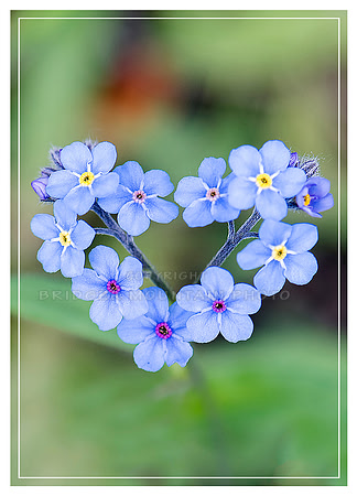 Forget Me Not
