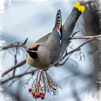 Bohemian Waxwing 2