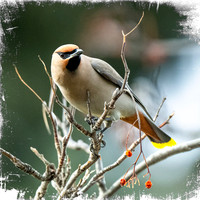 Bohemian Waxwing 01