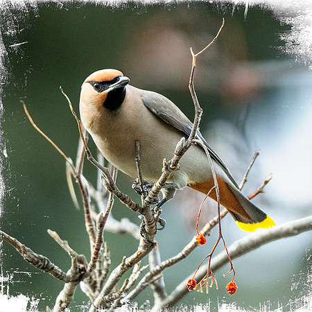 Bohemian Waxwing 01