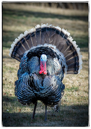 Tom Turkey