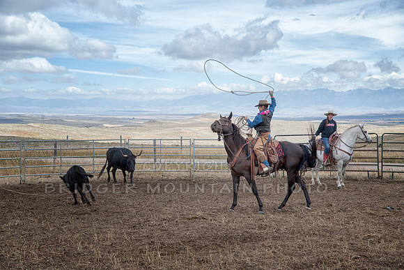 Cattle Branding-93