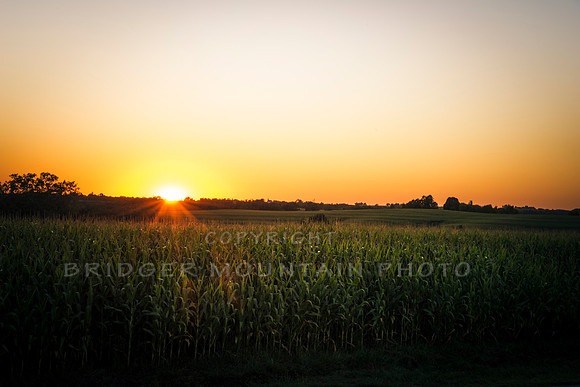 Sunset over the cornfields