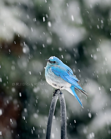 Montana wildlife,