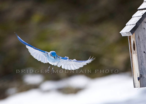 Montana wildlife,