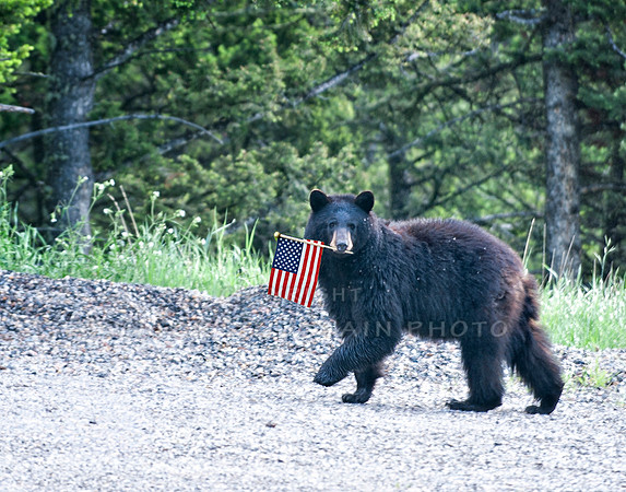 Montana wildlife,
