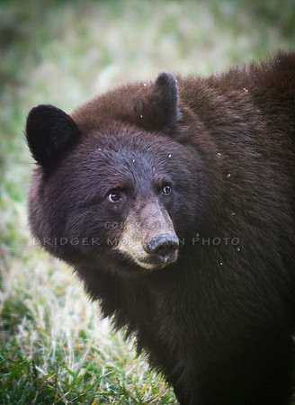 Montana wildlife,