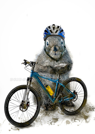 Mountain Biker Squirrel
