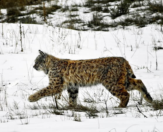 Montana wildlife, bobcat