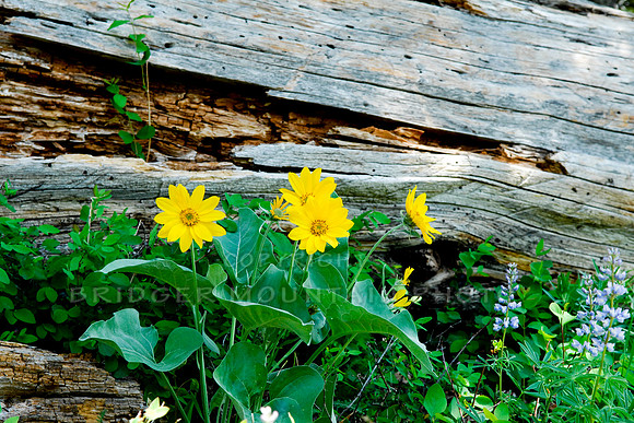 wildflowers of Montana