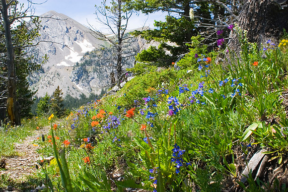Wildflowers on Shafthouse Trail near Bozeman, Montana
