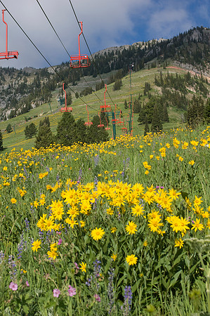 Wildflowers underneath the old Bridger Lift near Bozeman, MT