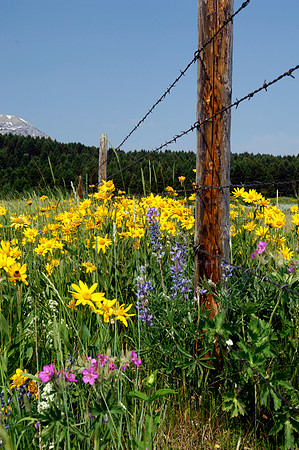 wildflowers of Montana