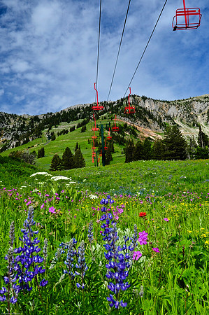 wildflowers of Montana