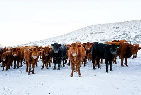 farm animals
