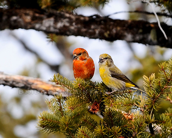 Montana wildlife,