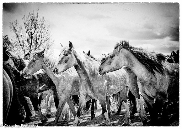 Horses running through a field at the finish of the Three Forks horse round up
