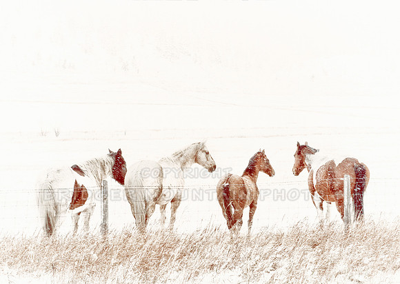 Four horses are standing with their backs to the wind on a snowy morning.