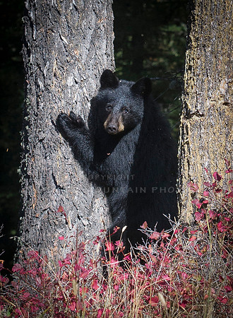 Little Black Bear