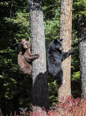 Twins in the Tree
