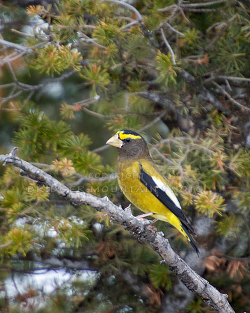 A brightly colored yellow and black Evening Grosbeak sits on a branch in a pine tree.