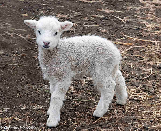 farm animals