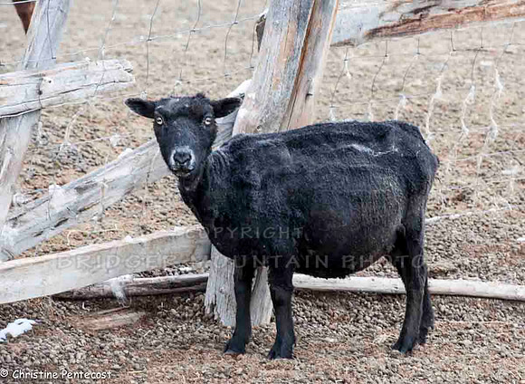farm animals