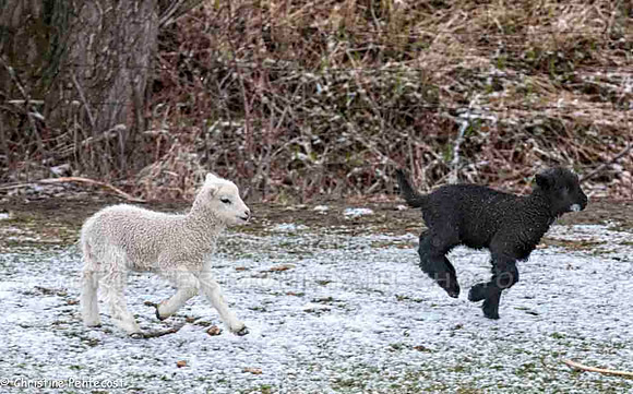 farm animals