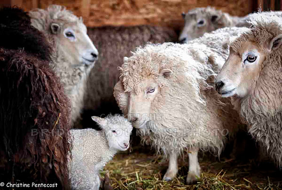farm animals