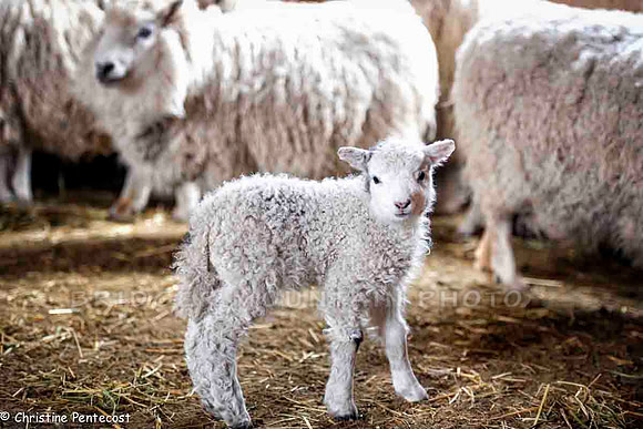 farm animals