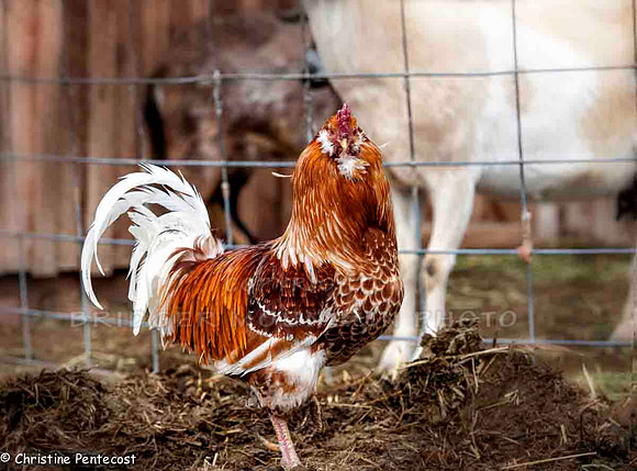 farm animals