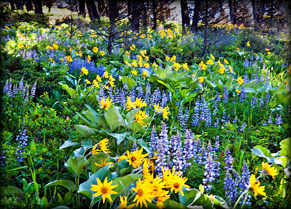 wildflowers of Montana