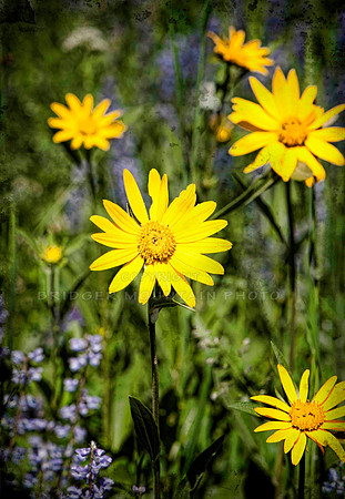 wildflowers of Montana