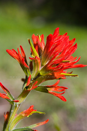 wildflowers of Montana