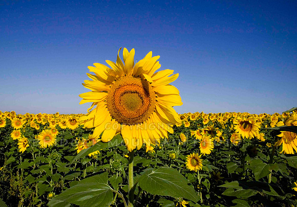wildflowers of Montana