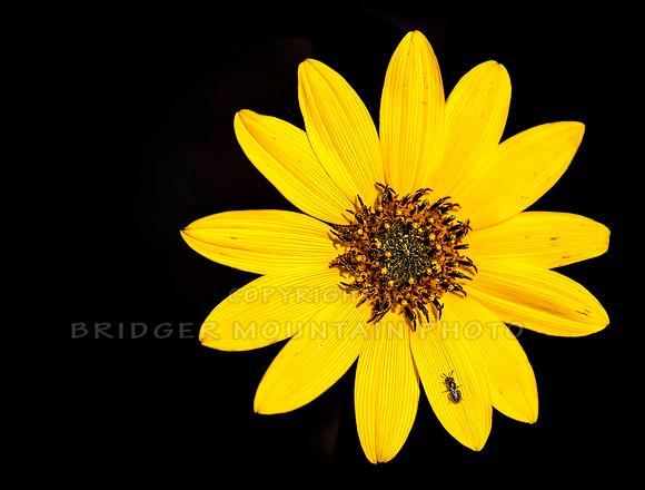 wildflowers of Montana