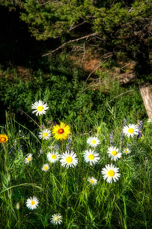 wildflowers of Montana