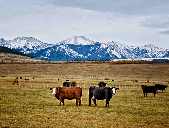 farm animals